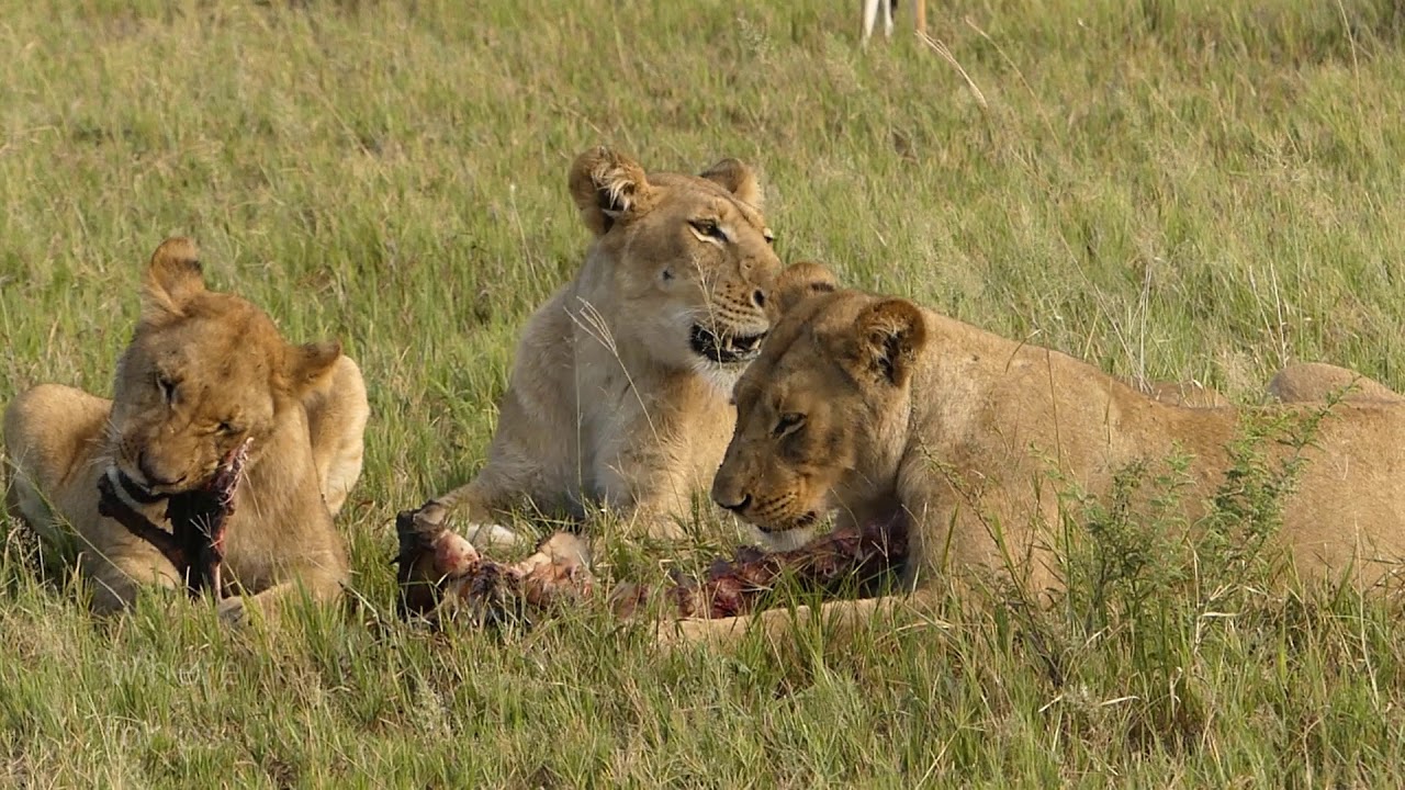 Live Safari Botswana - Luxury Mobile Tented Camp