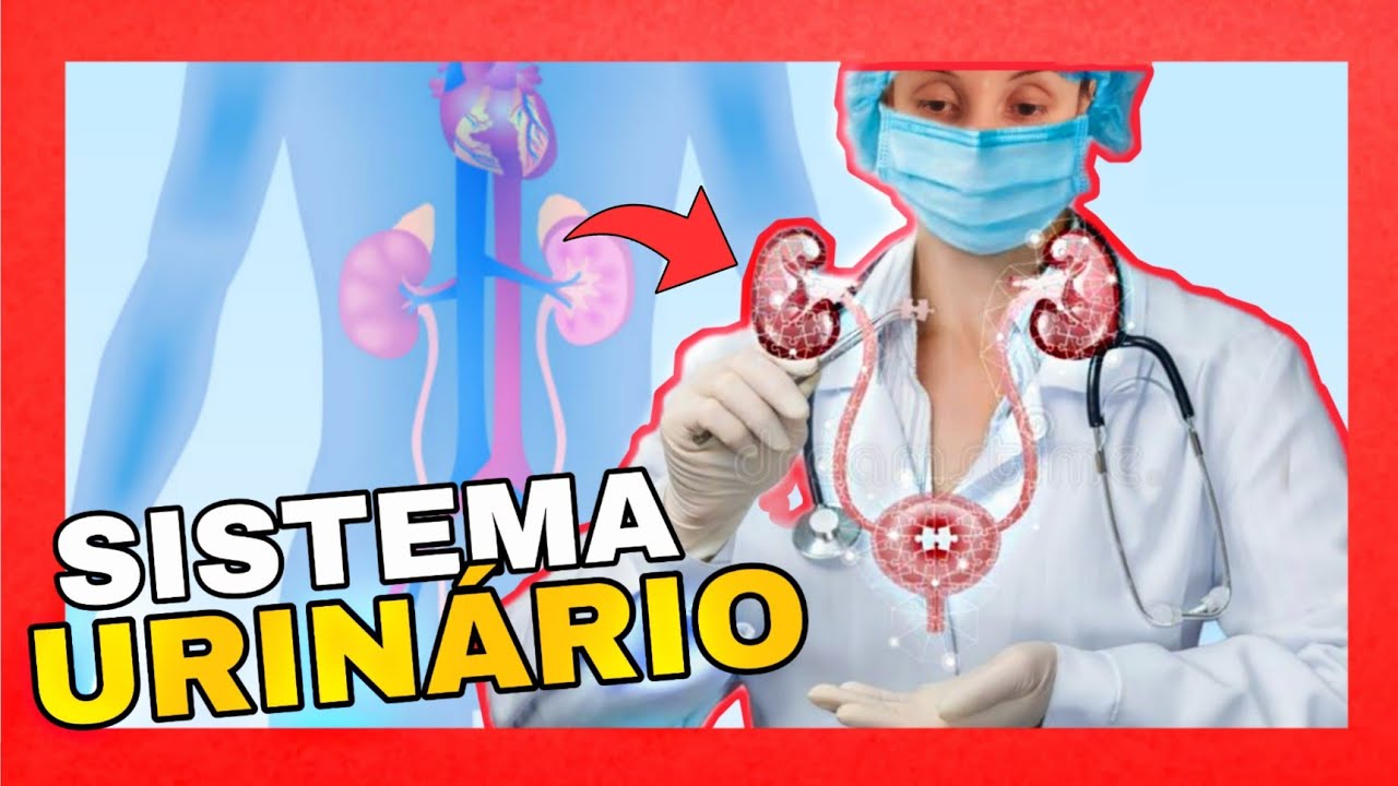 SISTEMA URINÁRIO [RESUMO] - 8ºAno - Biologia