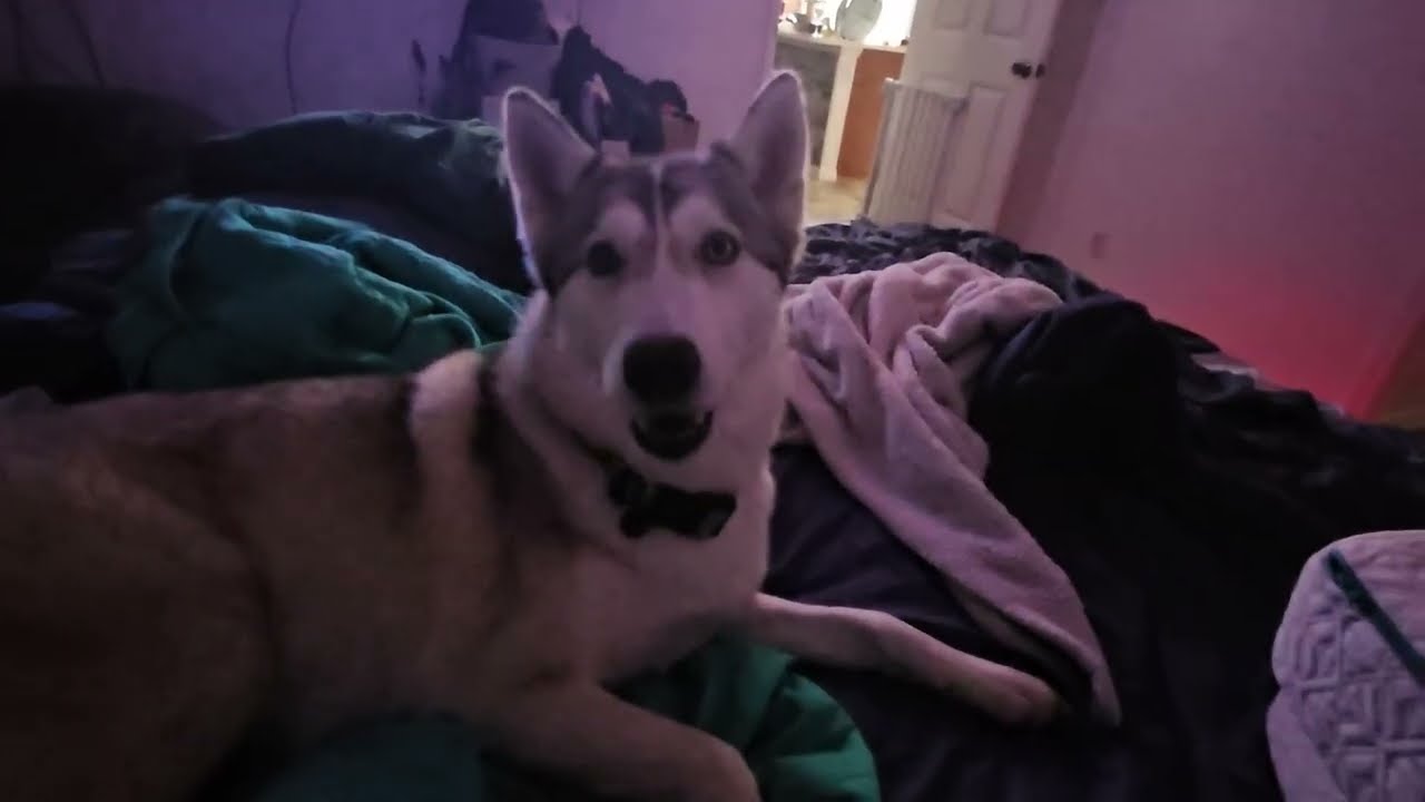 Mira is tired and needs attention #husky