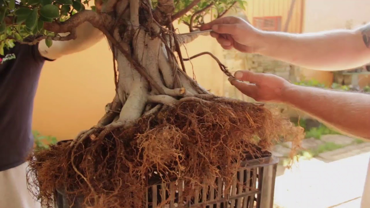 Técnicas avançadas Fícus Microcarpa/ parte 1