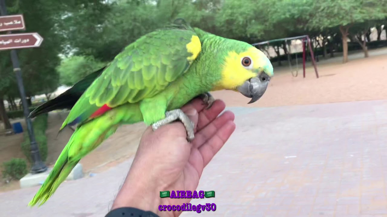 تدريب ببغاء امزوني واستغلال سلوكه لجذب وترويض مجموعات ببغاء الدره البريه المتوحشه بالسعوديه parrots