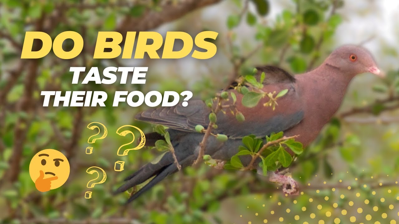 Do Birds Taste Their Food?