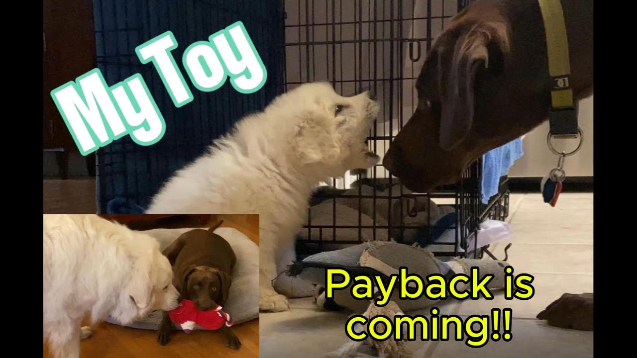 Puppy Payback Play, Big Sister gets a lesson from baby brother who isn't so little any more.