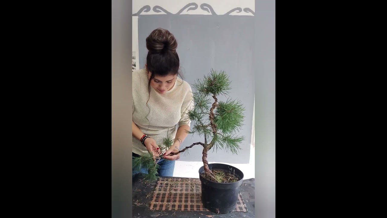 Pino Silvestre, modelado.                By Cristina Magide. Bonsai Astur