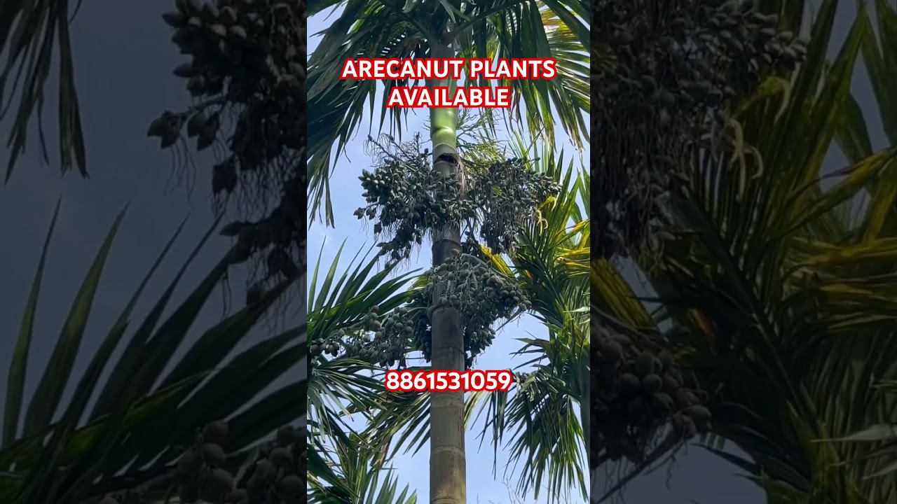 ARECANUT PLANTS 8861531059 #arecanutplant #arecanutplants #beetelnutplants #suparinutplants #adike