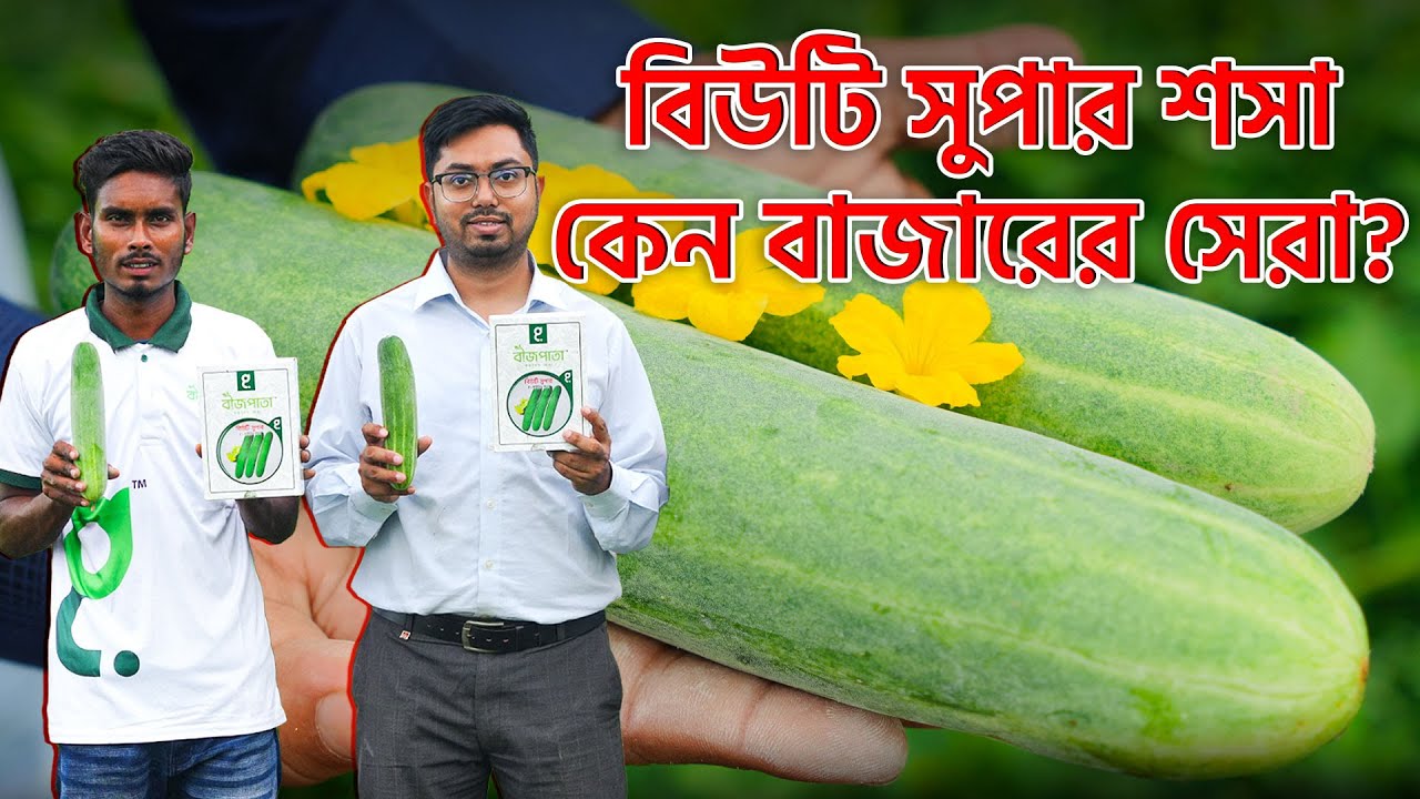 বীজপাতার বিউটি সুপার শসা কেন বাজারের সেরা জাত! দীন ইসলাম ভাই শসা চাষে করেছেন বাজিমাৎ!#bizpata