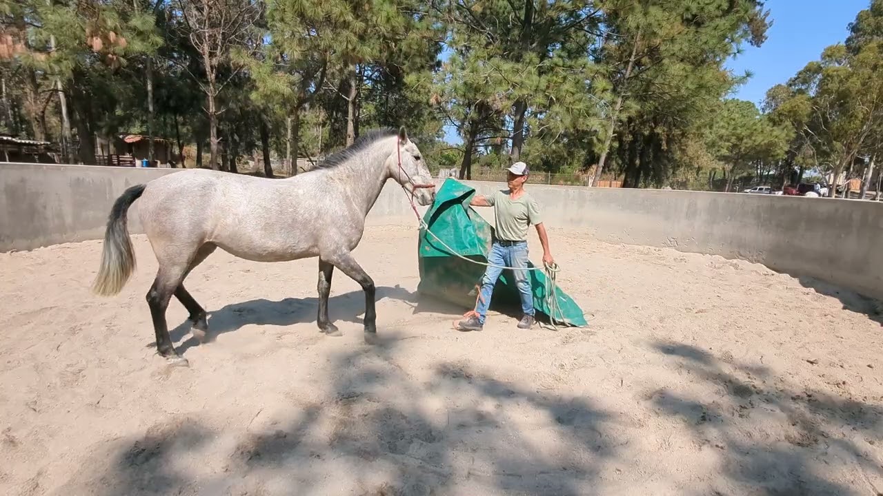 Doma Natural de Pandora LUSITANOS #domanatural #lusitanohorse 