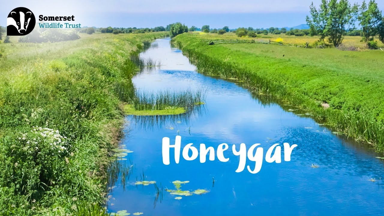 Introducing Honeygar