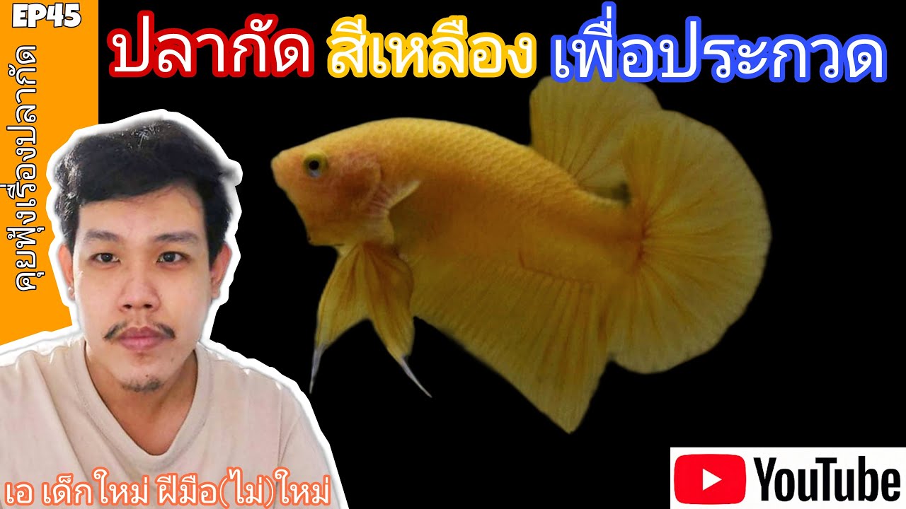ปลากัดสีเหลือง เพื่อประกวดกับ น้องเอ | คุยฟุ้งเรื่องปลากัด EP45