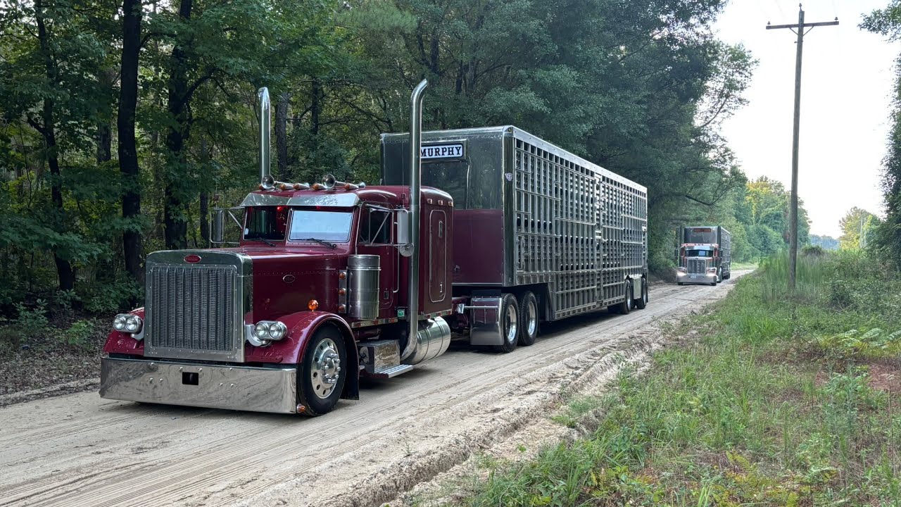 Loading bred heifers in the Mississippi heat 