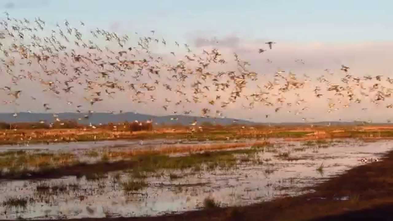 Biking Birder 2015 Peregrine attack at Greylake RSPB reserve, Somerset 3rd March 2015