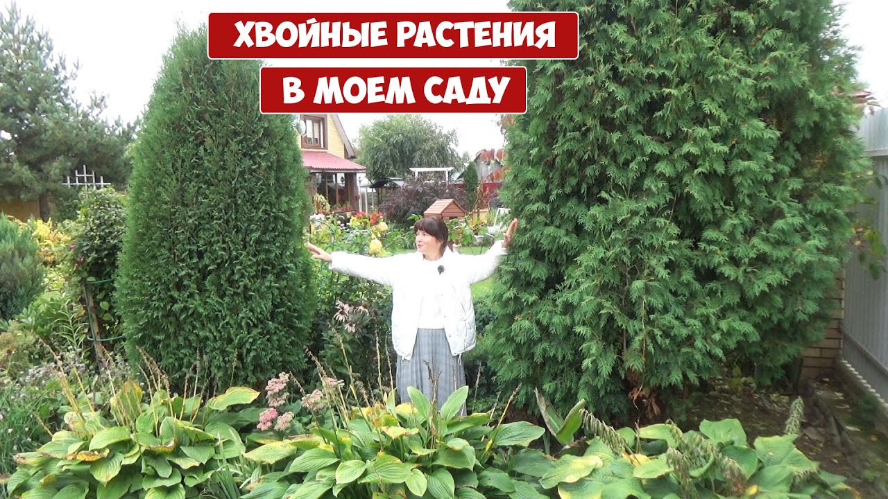 Все ХВОЙНЫЕ РАСТЕНИЯ в моем саду.