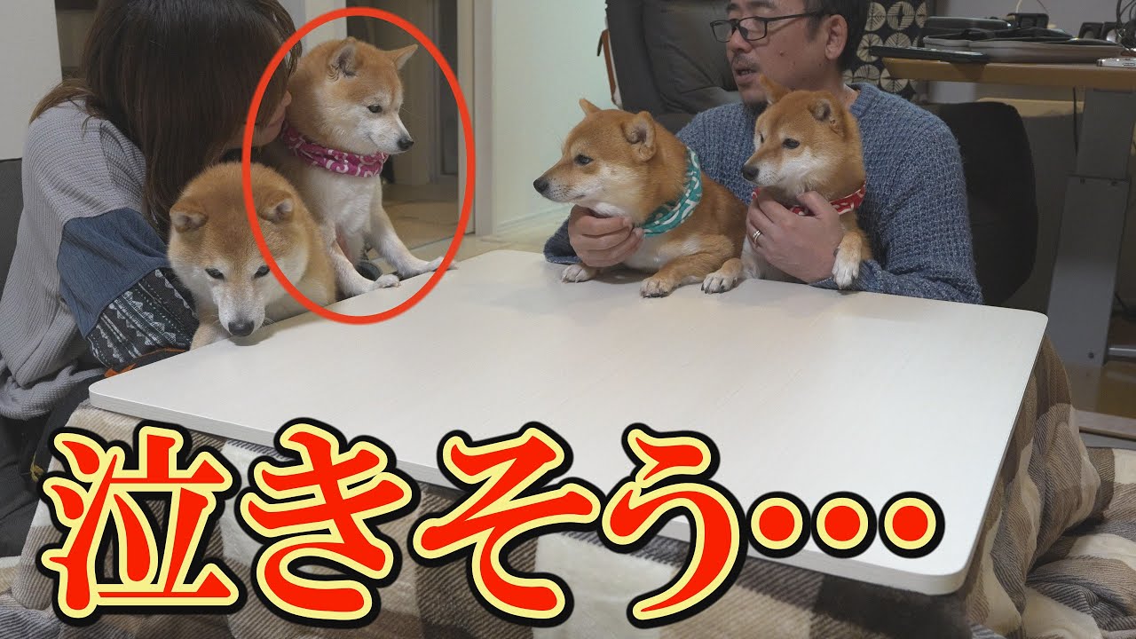 寂しそうに何かを訴える娘柴犬。その後にとった可愛すぎる行動にキュンとなりました