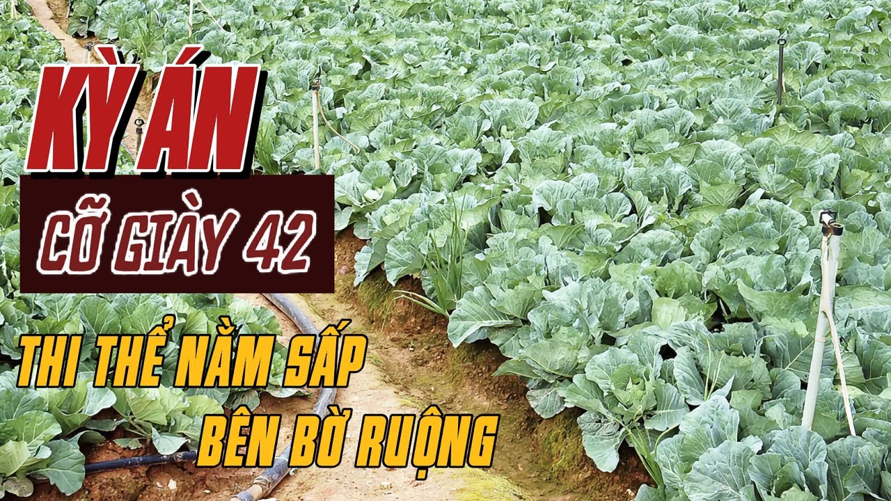 Kỳ Án Trung Quốc | Án Mạng Đêm Sương Mù Và 3 Lần Khoanh Vùng Độ Tuổi Hung Thủ | Giải Mã Kỳ Án