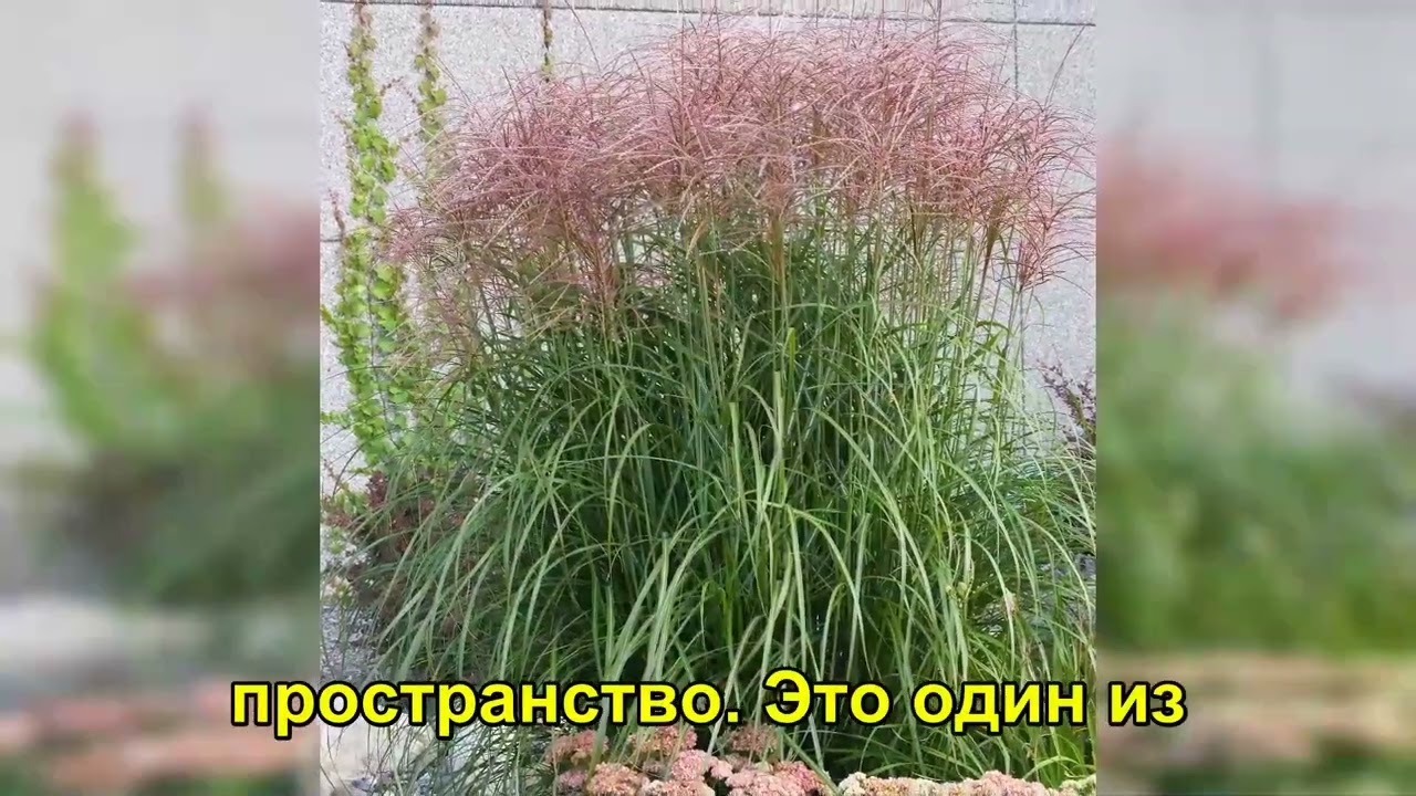 Трава выше дома и доски прочнее дерева: почему индустрия скрывает растение Miscanthus giganteus