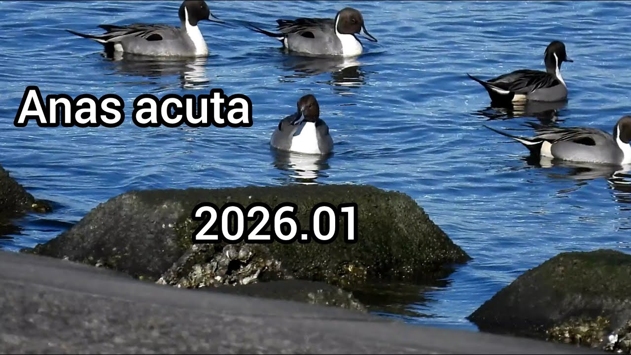 オナガガモ (Anas acuta) / Northern pintail / 公園のカモ 江戸川放水路 / 2026年1月