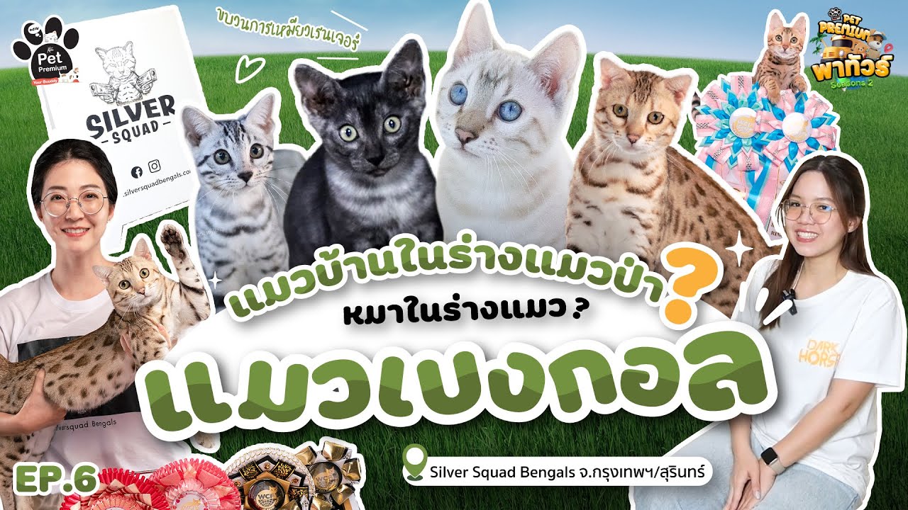 เบงกอลเรนเจอร์ ร่างแมวป่านิสัยแมวบ้านใสๆหัวใจสี่ดวง Silver Squad Bengals #KleensPetPremiumพาทัวร์
