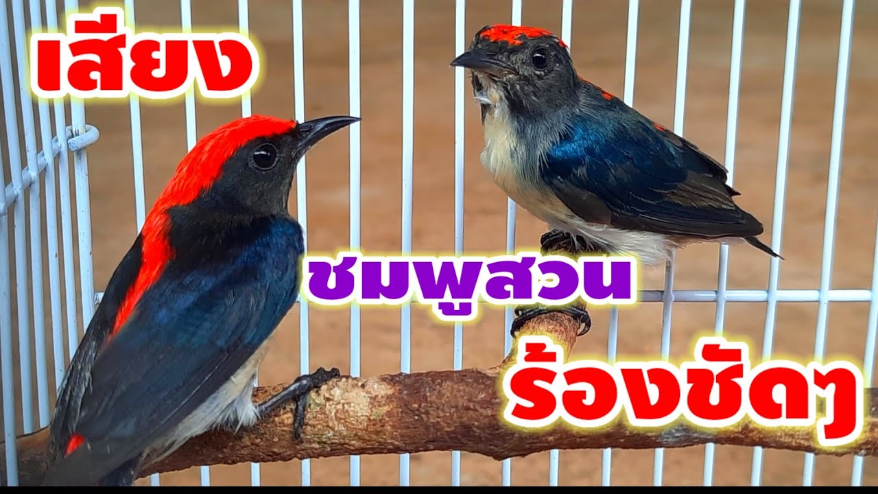 เสียงนกชมพูสวนร้องเสียงดังฟังชัด ใช้ต่อเข้าดีมาก ชัด 100% ต่อเข้าหนานๆ นกชมพูสวน นกขุนช้างขุนแผน