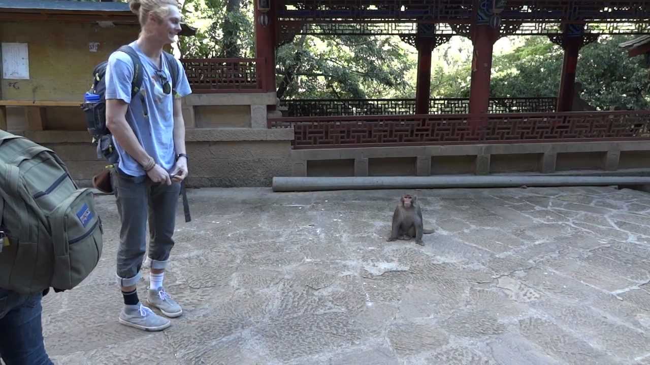 Monkey STEALS Bag!