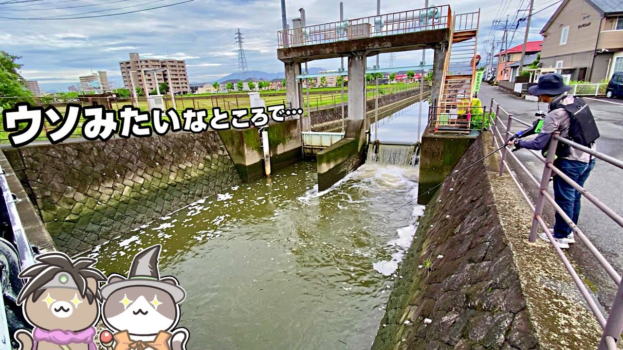 こっそり住宅街の流れ込みにルアーを投げ込んでみたら…ッ！【リバーシーバス】
