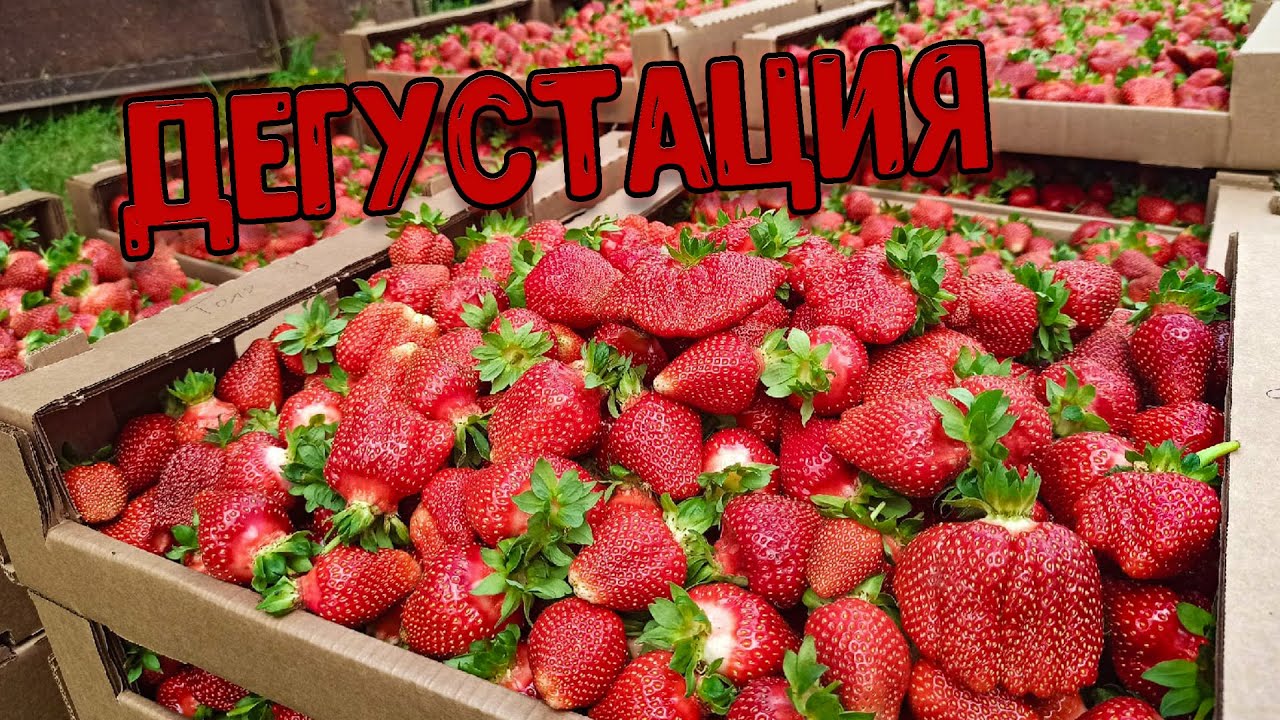 Дегустация разных сортов клубники