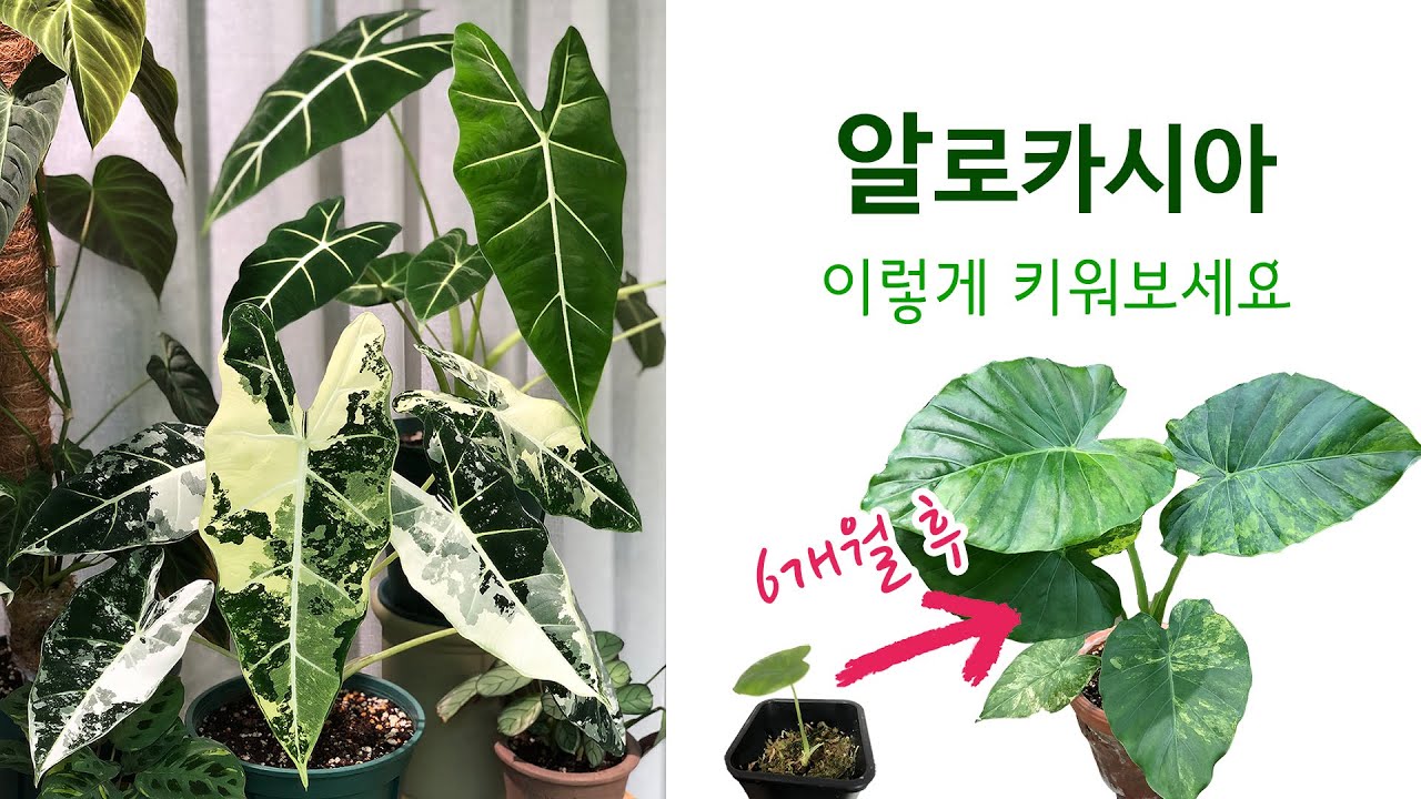 알로카시아 잘 키우는 노하우 공개
