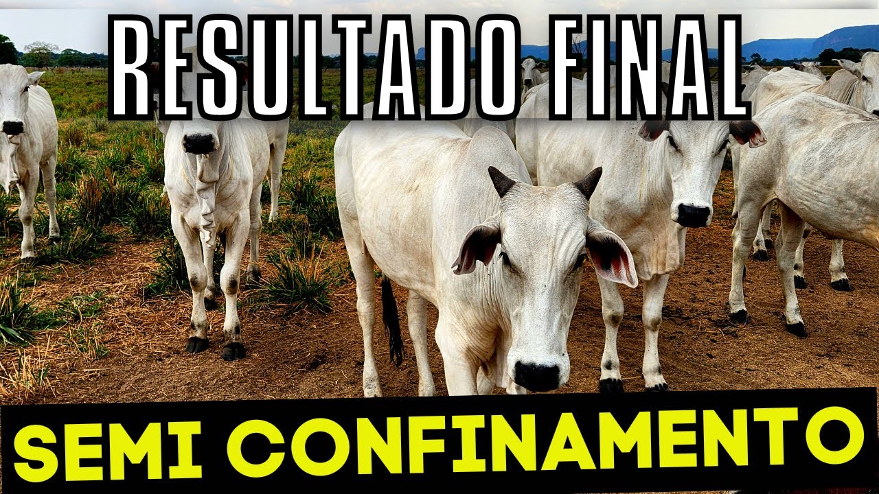 RESULTADO FINAL DO SEMI CONFINAMENTO [ GADO DE CORTE ]