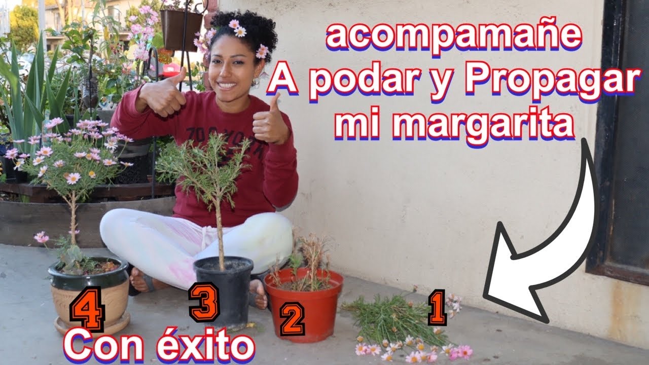 COMO PODAR UNA PLANTA DE MARGARITA :  sacar esquejes y podar como arbolito
