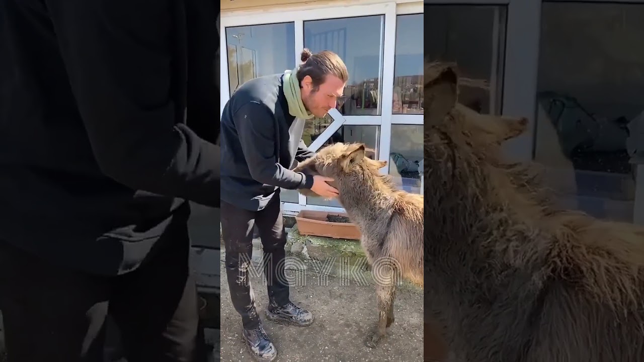 Kıvan&ccedil; Tatlıtuğ - Love For Animals  #Kivan&ccedil;Tatlituğ #Shorts