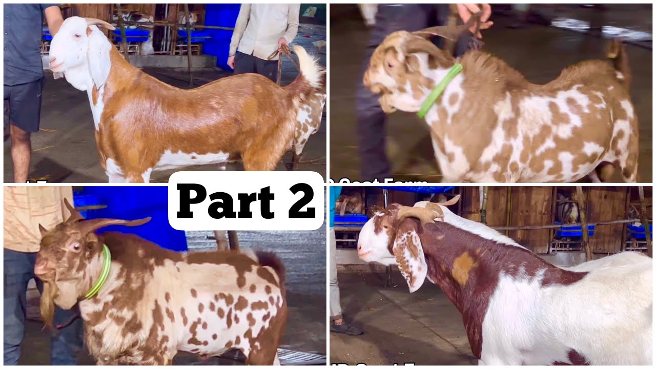 Pune Team at JD Goat Farm Part 2