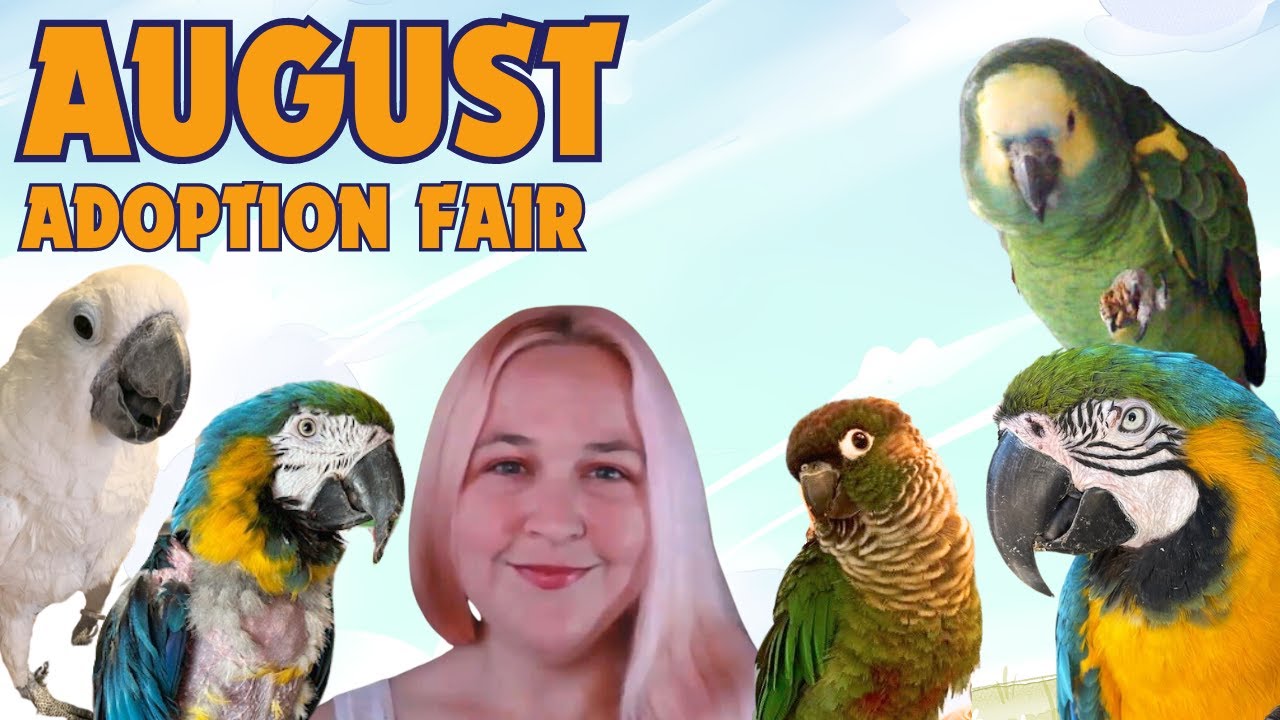 Birds in need of homes - August Adoption Fair