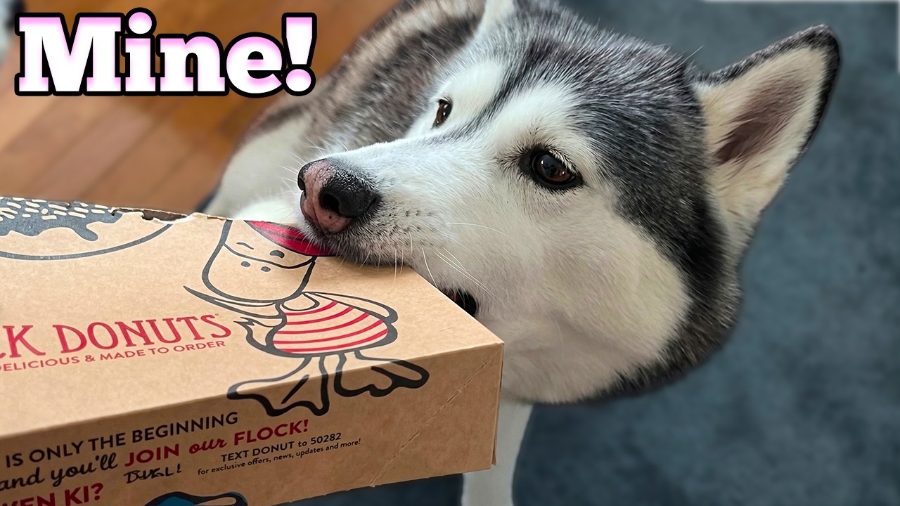 Surprising My Dog With a Donut for Her Birthday!
