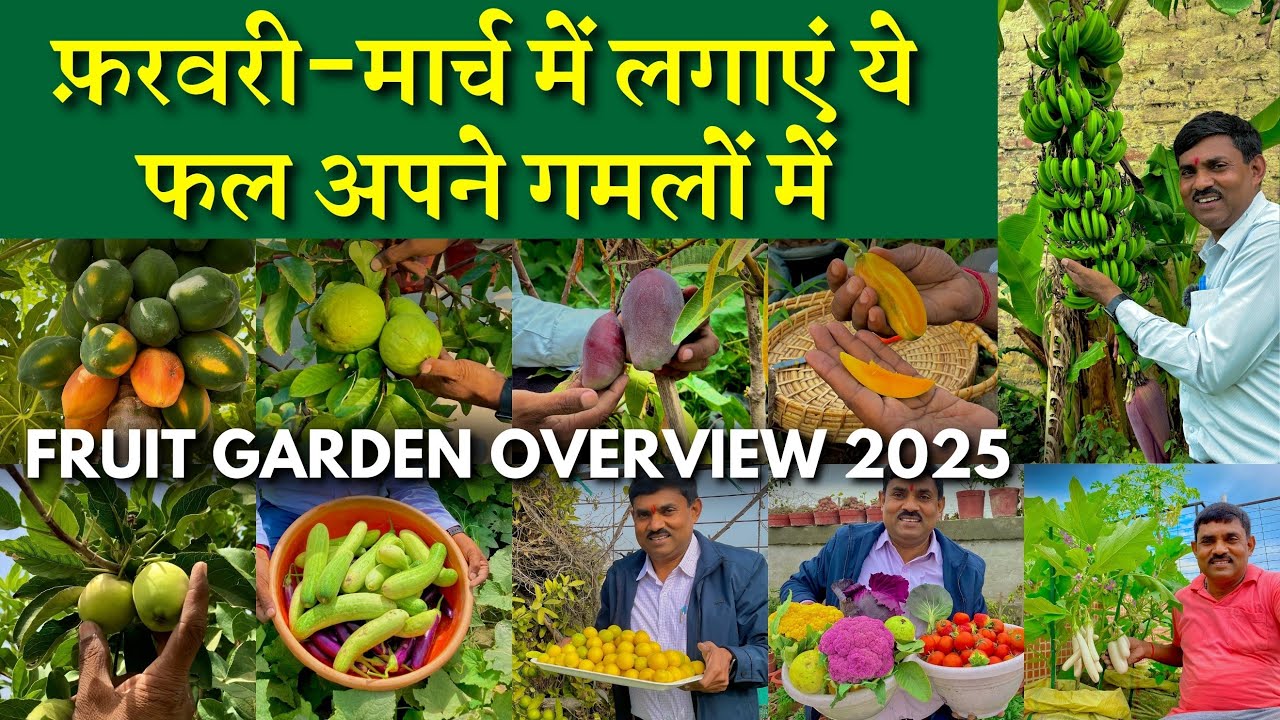 फ़रवरी-मार्च में लगाएं ये फल अपने गमलों में चाहे छत हो या ज़मीन || Fruit Garden Overview 2025