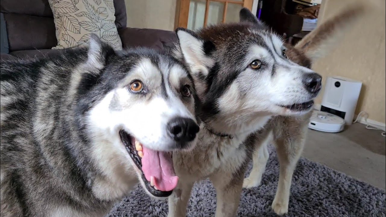 Husky gets to see bestie again after his operation