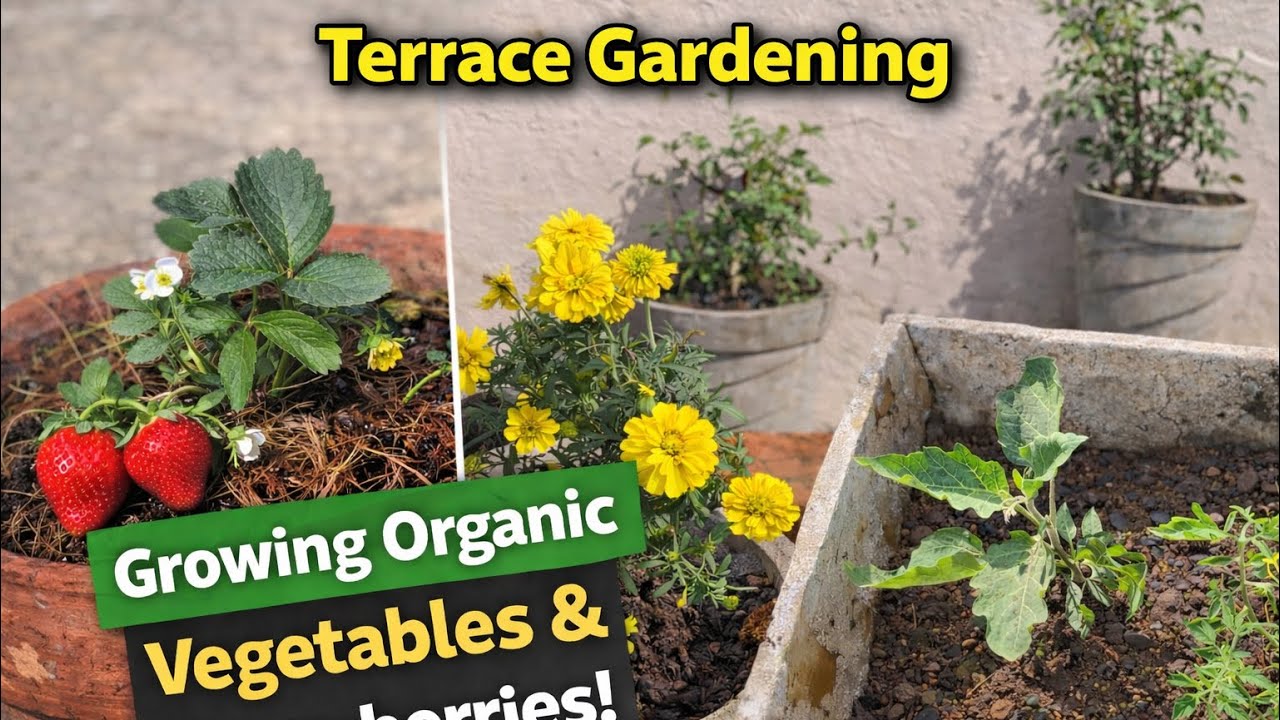 Pehli baar terrace gardening 🌱 Tomatoes 🍅, brinjal 🍆 aur strawberries 🍓 lagaye. Let’s grow together!