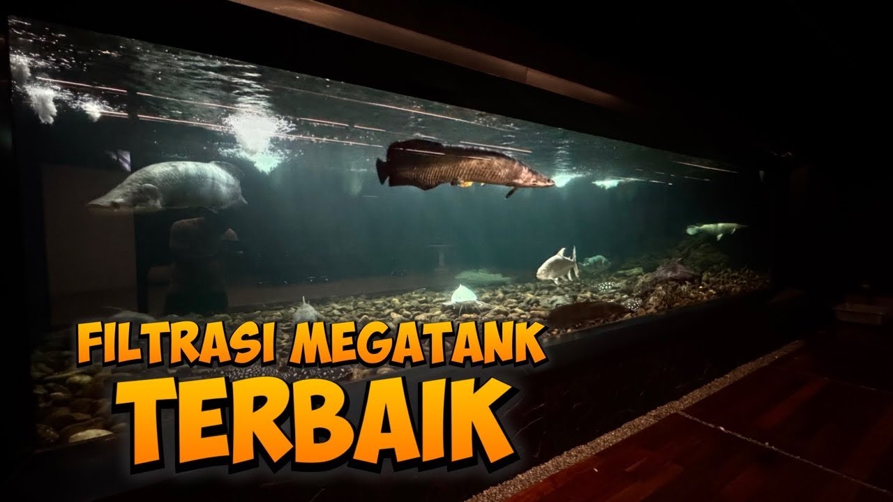 FILTER KOLAM IKAN MONSTER 100TON KOK BISA BEGINI ???