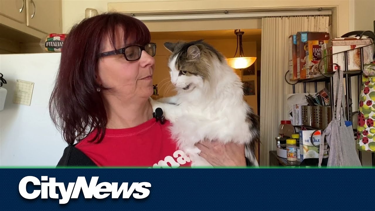 NDG woman threatened with eviction because of elderly cat