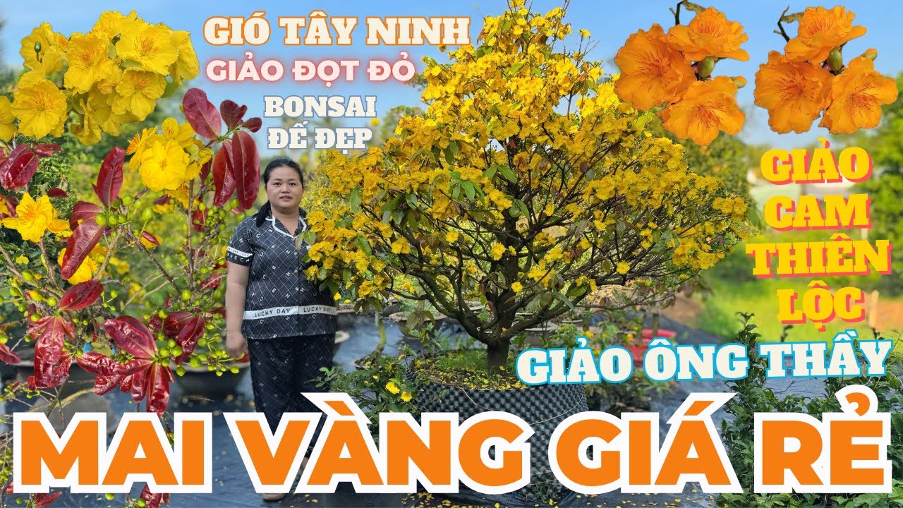 21-02 CHỊ THANH TRÀ Giao Lưu Mai Vàng Giá Rẻ, Giảo Ông Thầy, Gió Tây Ninh, Đọt Đỏ • THÀNH TRỌNG LÊ