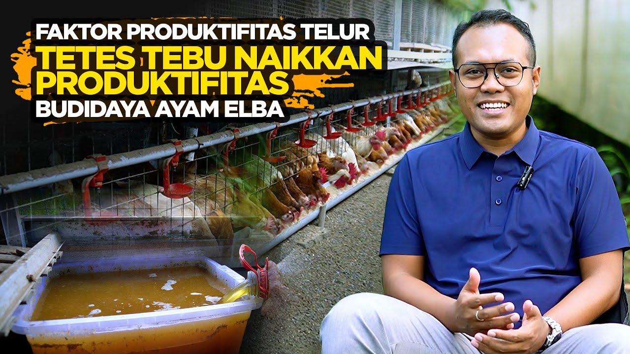 Stop Tetes Tebu, Produksi Telur Ayam Elba Turun Drastis  Panduan Budidaya Ayam Elba Pemula