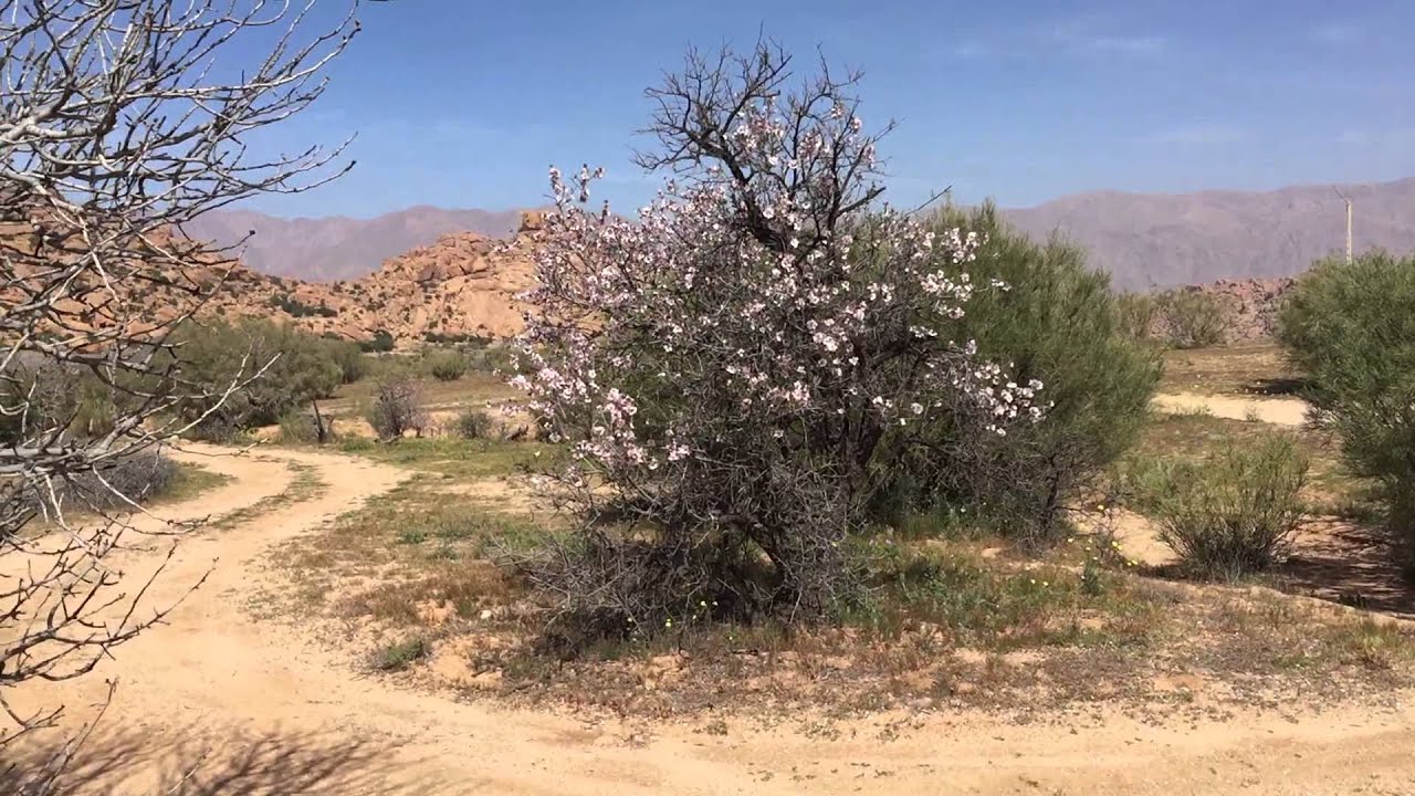 Tafraoute: almond blossom and painted rocks area