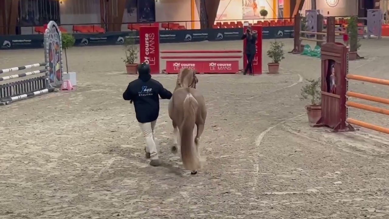 Goldwyn d'Embets Lays étalons présentation Salon étalons FPPL Le Mans 2025