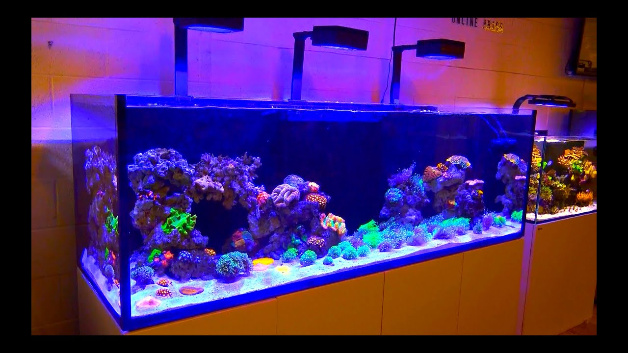 TANK TOURS EP.4: RSR 3XL 900 - Mixed Reef Tank