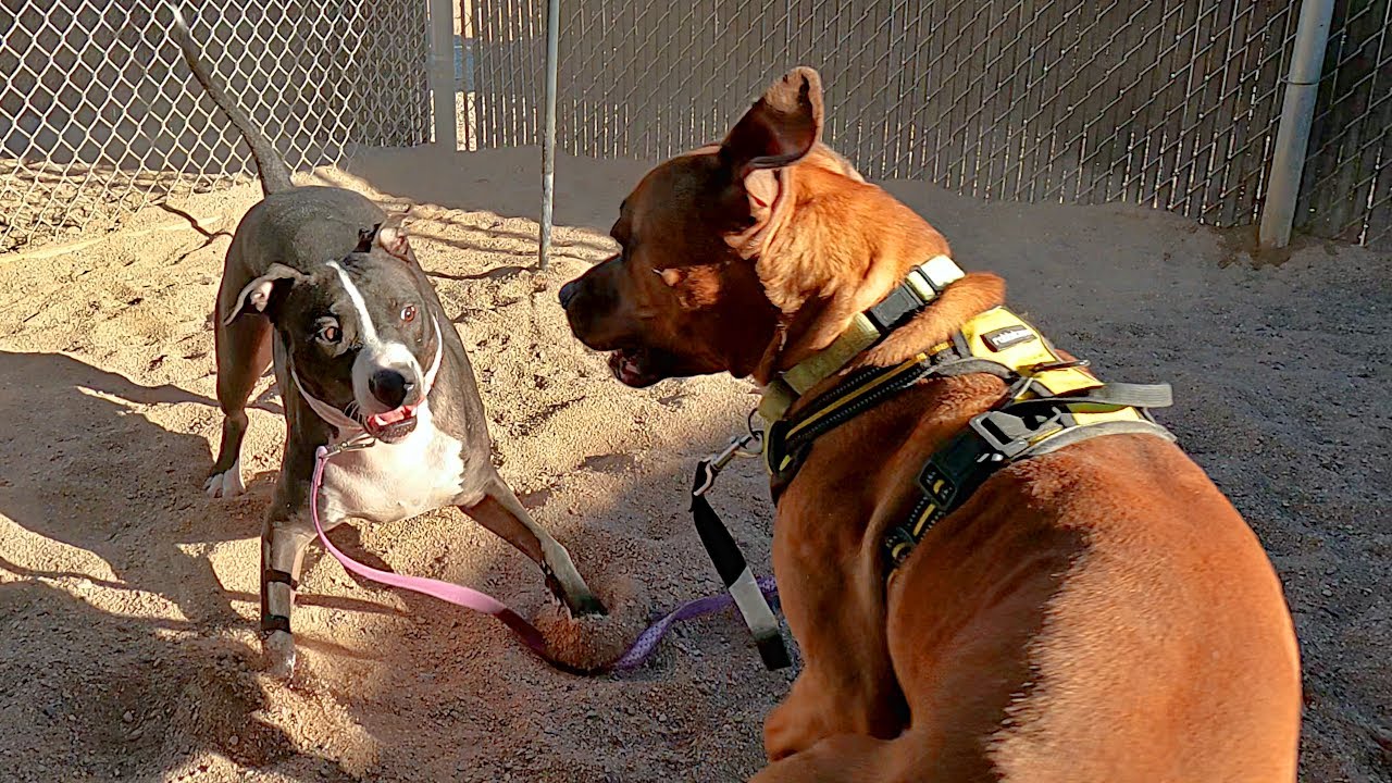 Dogs playing: Episode 54