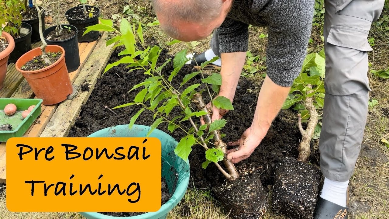 Potting on some of my Pre-Bonsai Trees