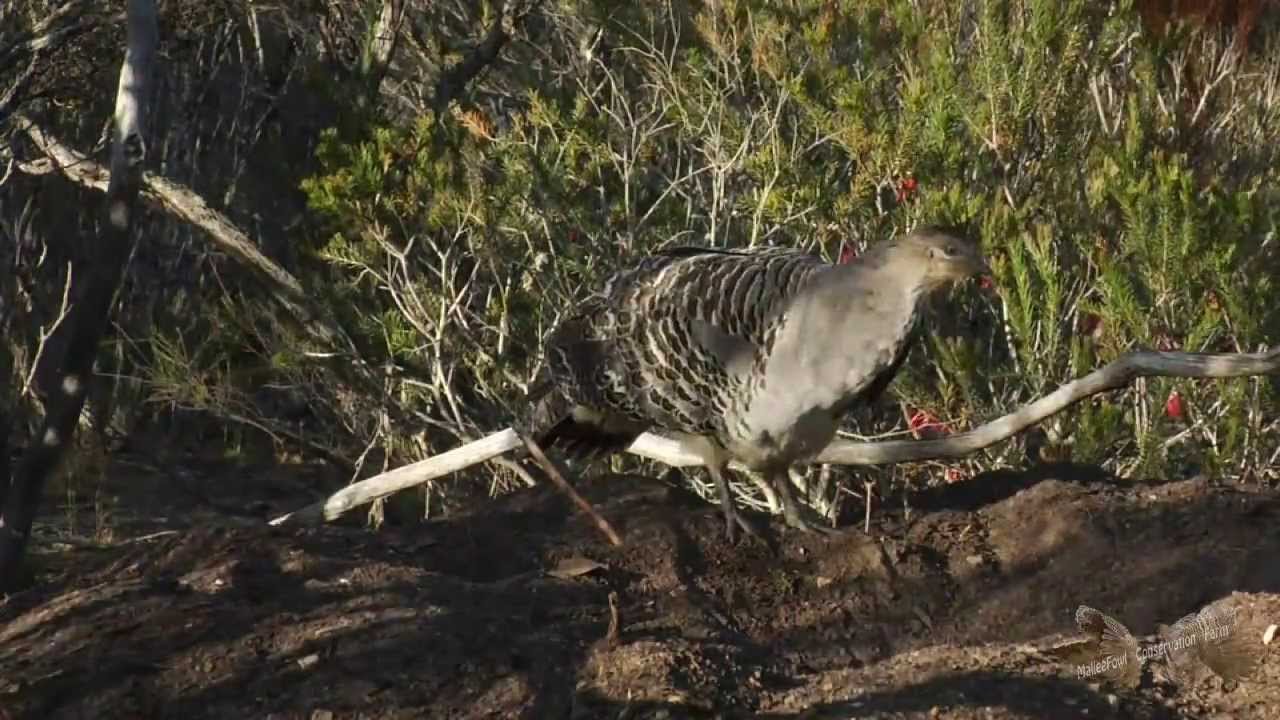 Malleefowl Dreaming