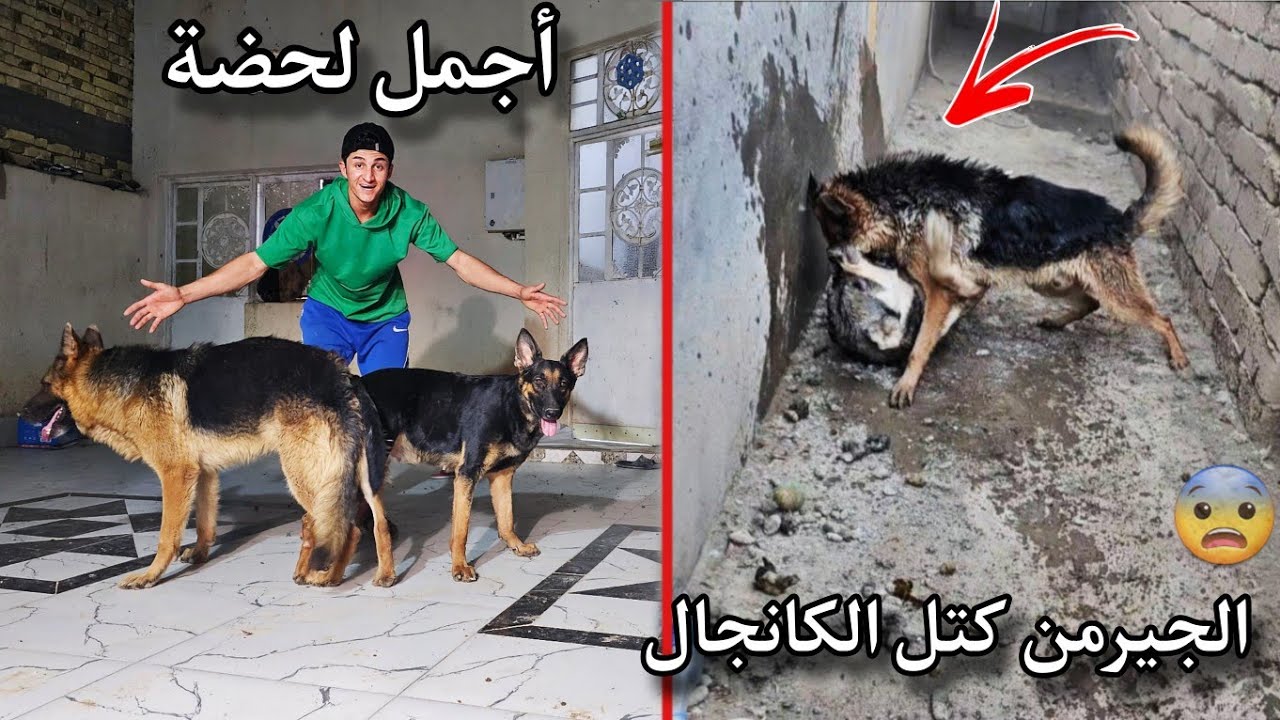 وأخيرا الكلبه لوسي طلبت الزواج _ من أجل الأنثى بين الجيرمن و الكانجال _ شراسه روك !! 😨
