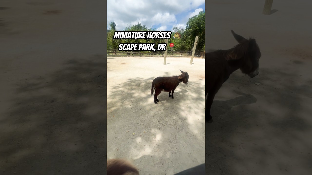 MINIATURE Horses 🐴| Scape Park, Punta Cana, Dominican Republic #travel #wildlife