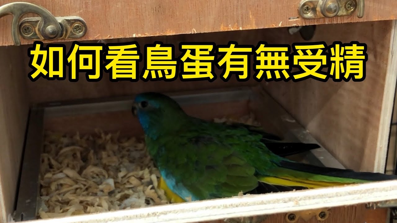 如何飼養小草鸚鵡系列 之 如何看鳥蛋有沒有受精 #小草鸚鵡 #光輝鸚鵡 #母鳥孵蛋 海水光輝