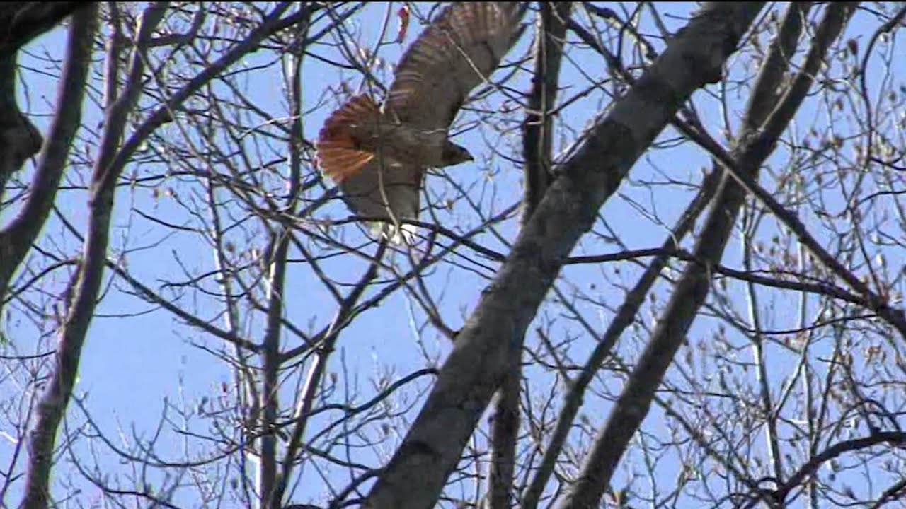 Little Hawk, Big Hawk