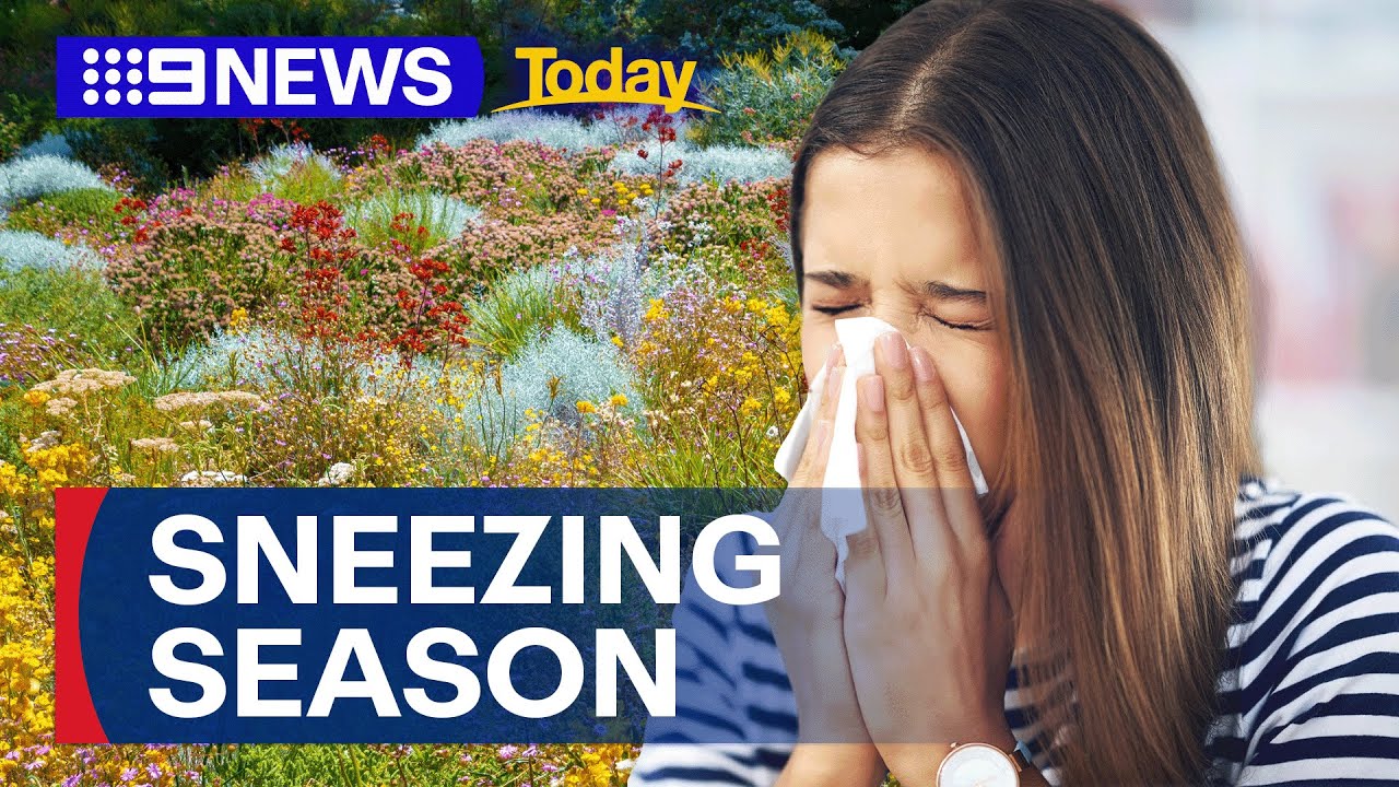 Hay fever wreaks havoc as sneezing season arrives | 9 News Australia